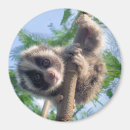 Search for primate magnets Cute animal