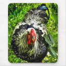 Search for rooster mousepads Nature