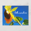 Search for hello sunflower postcards Photography