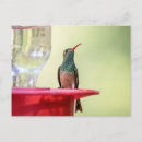 Search for buffe postcards Bird