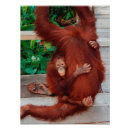 Search for orangutan art Borneo