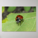 Search for bug kids posters Insects