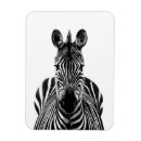 Search for zebra rectangular magnets Black and white
