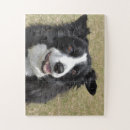 Search for border collie puzzles Canine