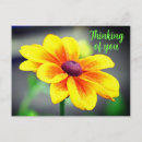 Search for flower petals postcards Yellow