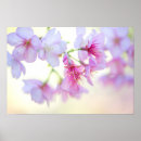 Search for white sakura posters Delicate