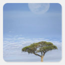Search for acacia stickers Scenic
