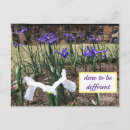 Search for difference postcards Flowers