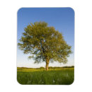 Search for maples magnets Tree