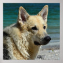Search for shepard posters Animal