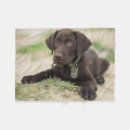 Search for chocolate lab blankets Puppy