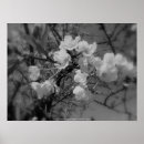 Search for black cherry posters Floral