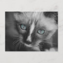 Search for blue cat postcards Baby animal
