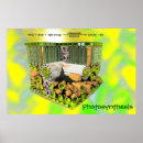 Search for photosynthesis posters Leaf