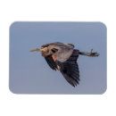 Search for blue heron magnets Wildlife