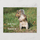 Search for grey squirrel postcards Squirrels