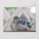 Search for jay postcards Birds