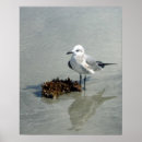 Search for seaweed posters Beach
