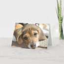 Search for beagle puppies cards Hound