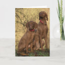 Search for sporting dog cards Vizsla