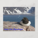 Search for auk Arctic