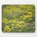 Search for coneflower mousepads Flowers