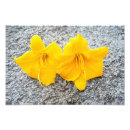 Search for hemerocallis posters Flora