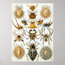 Search for arachnids posters Spiders