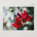 Search for nectar postcards Nature
