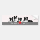 Search for colli bumper stickers Border collie