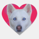 Search for siberian husky stickers White