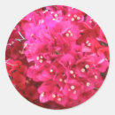 Search for bougainvillea stickers Flora