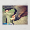 Search for yawn postcards Photography