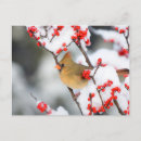 Search for common postcards Avian