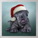 Search for cane corso posters Cute