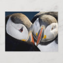 Search for pelagic Ralph h bendjebar