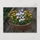 Search for little flowers postcards Pansies