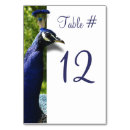 Search for peacock table cards Chic