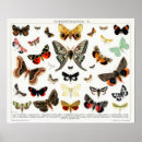 Search for butterfly chart posters Vintage