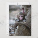 Search for macaques cards Young animal