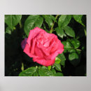 Search for hybrid tea rose posters Garden