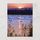 Search for area postcards California