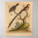 Search for tail feathers posters Antique