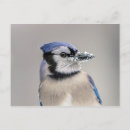 Search for beak postcards Bird