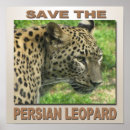 Search for leopard posters Environment