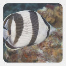 Search for grace stickers Swimming