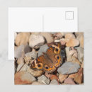 Search for buckeye postcards Butterfly