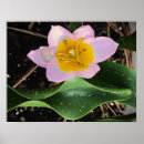 Search for tulipe posters Summer