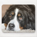 Search for swiss mountain electronics Pet
