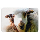 Search for sheep magnets Farm animals